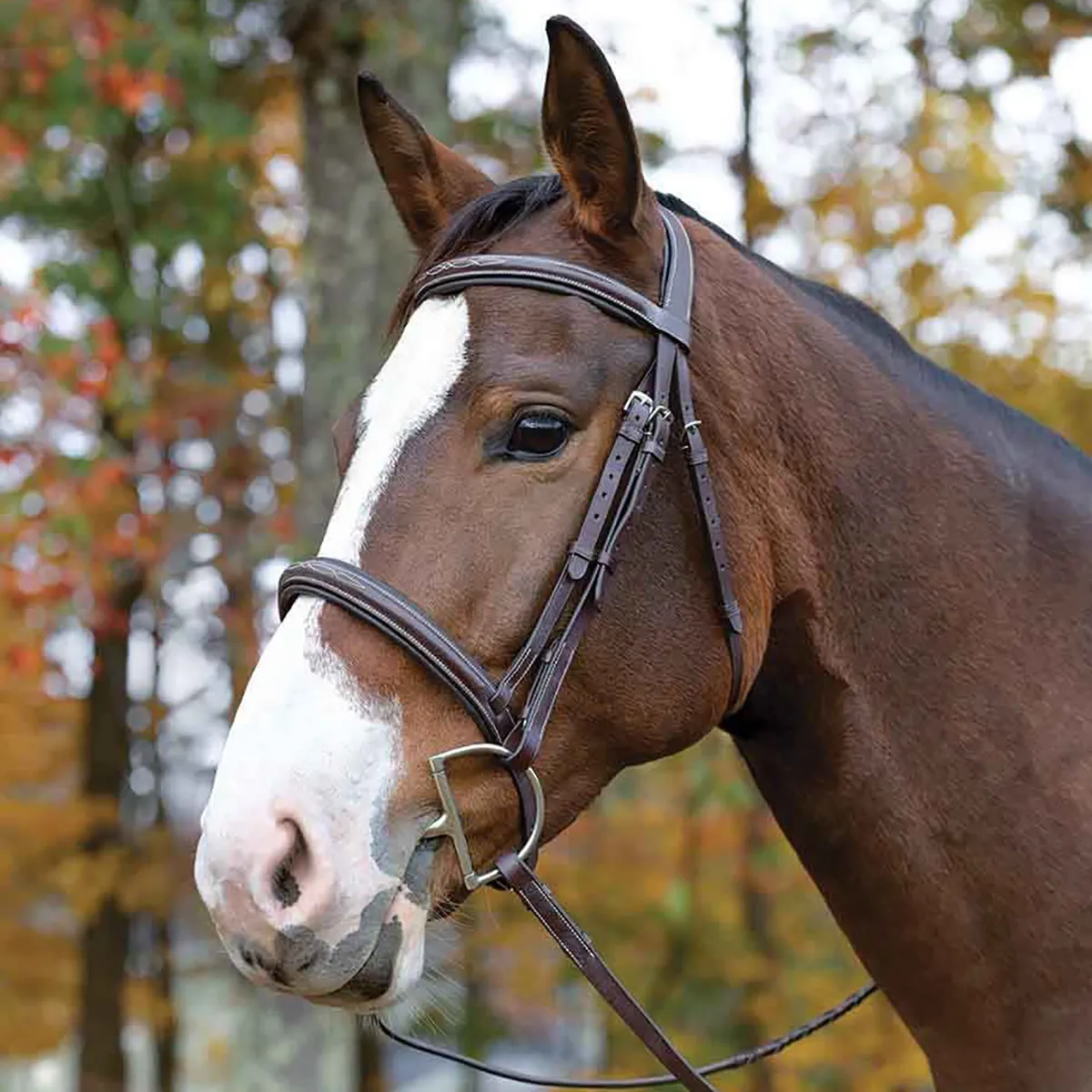 Avignon Ocala Bridle